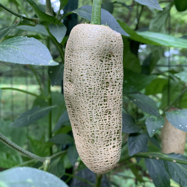 Farmers Market Jalapeno - Seeds - The Pepper Pantry (Formerly Marie Sharp's)